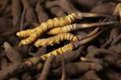 透露蟲草1克大概是多少根,冬蟲夏草現在市場價