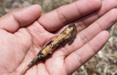 分享下蟲草條數公式以及蟲草怎么稱重