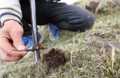 了解下蟲草的規格50什么意思,新鮮蟲草的尺寸規