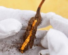 談談蟲草個頭大小藥效區別有多大,大的好些還