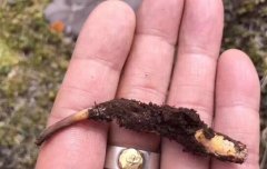 詳細討論蟲草怎樣才算是品質好的,哪個地區的