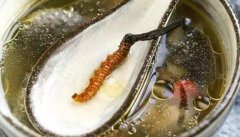 聊一聊冬蟲夏草和紅棗枸杞可以泡水喝么,有什