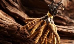 跟大家說下蟲草可以和生姜一起吃嗎,蟲草跟什